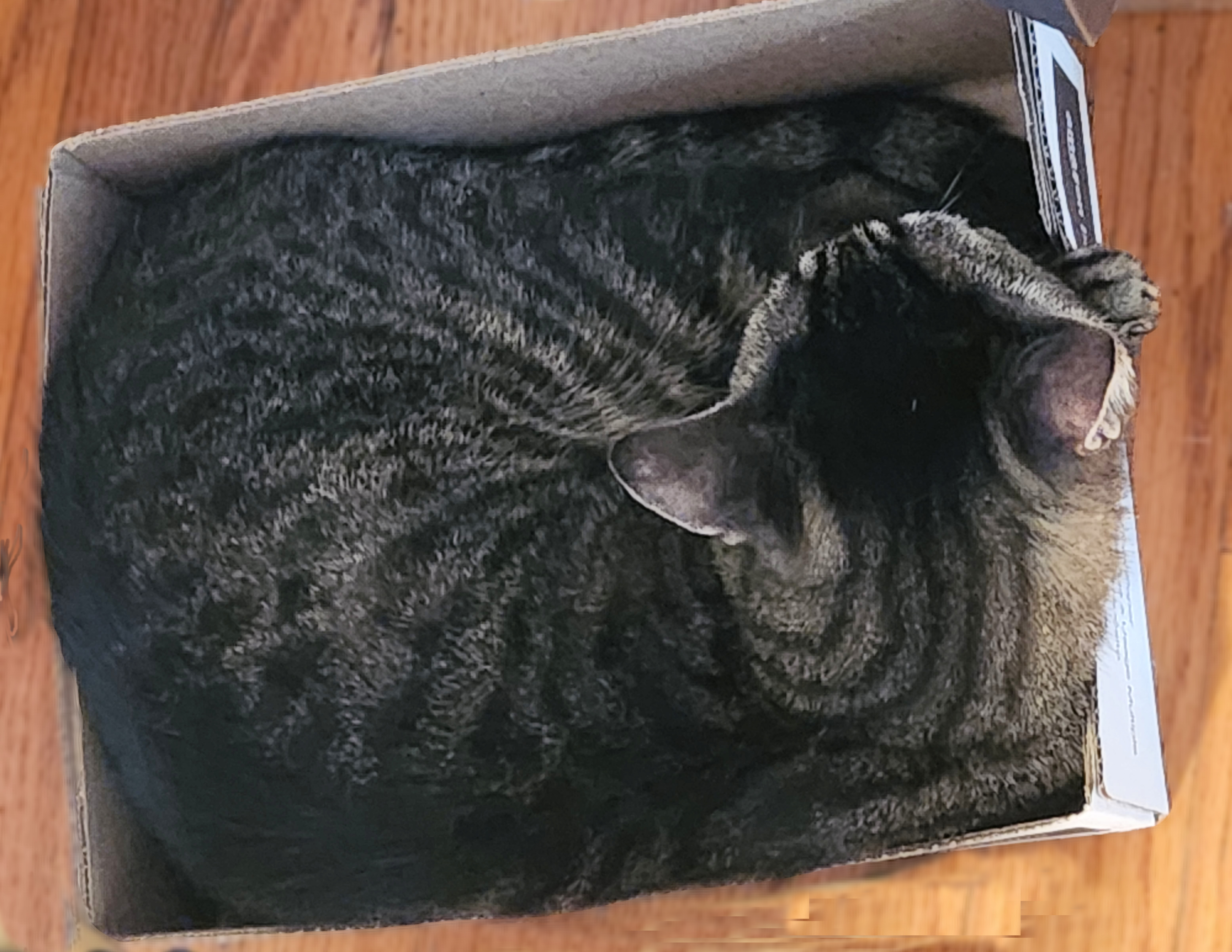 Image of Clint the Cowboy Cat